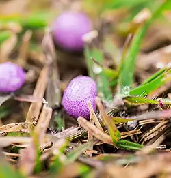 close up of purple seeds on lawn