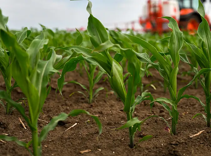 close up of healthy crops