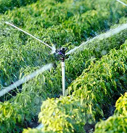 Lush crops getting watered