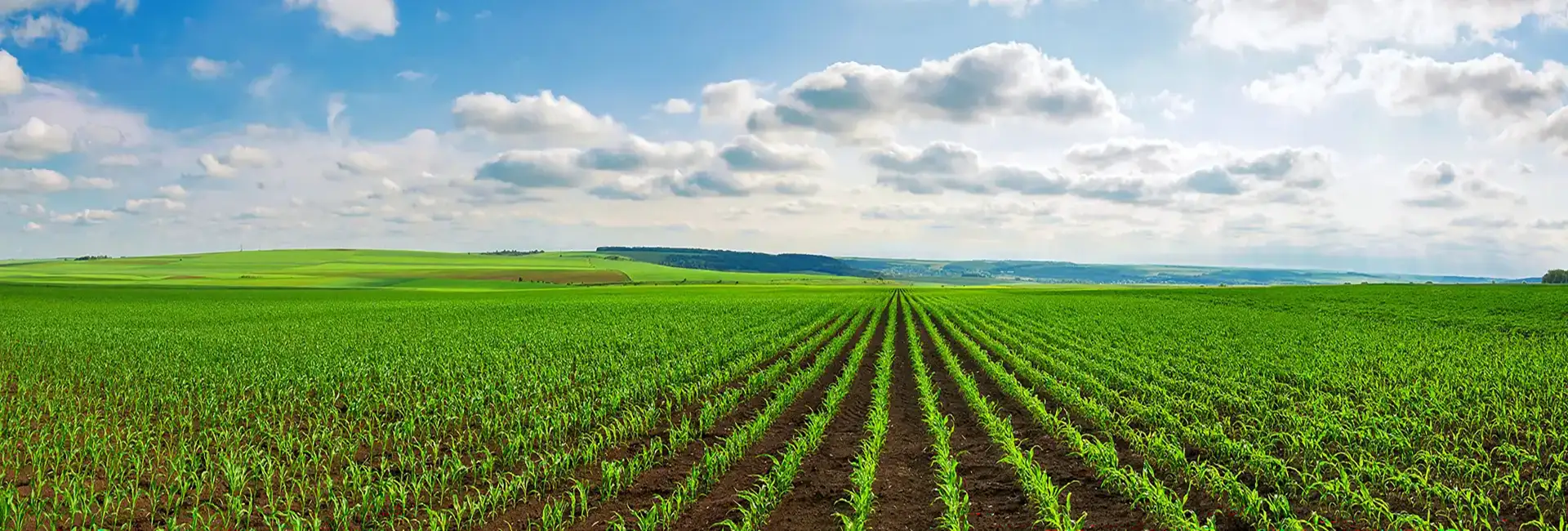 lush field of health crops in fertile soil