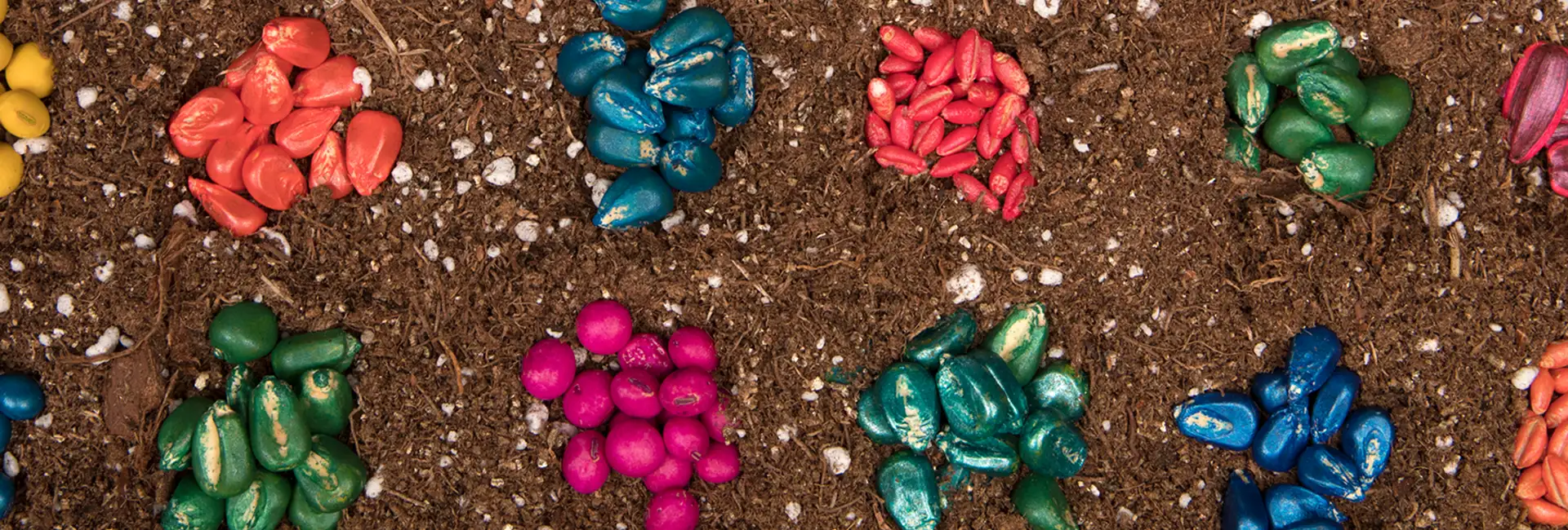 colorful seeds on soil