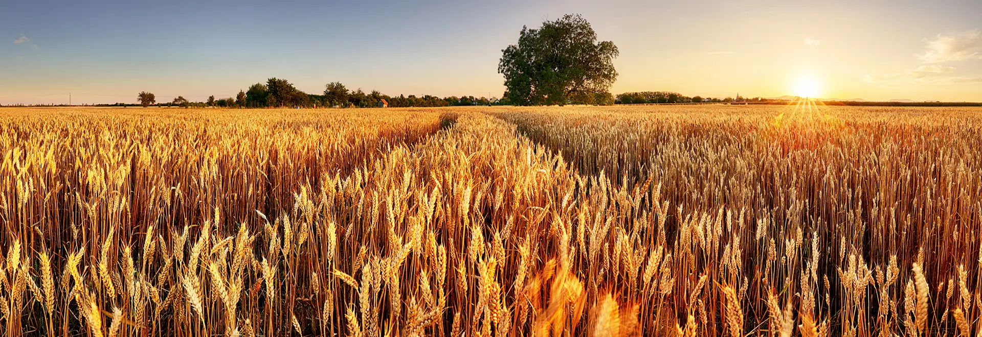 golden field of wheat
