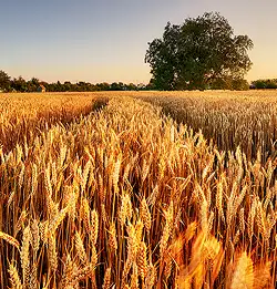 a golden wheat filed showing Agriculture