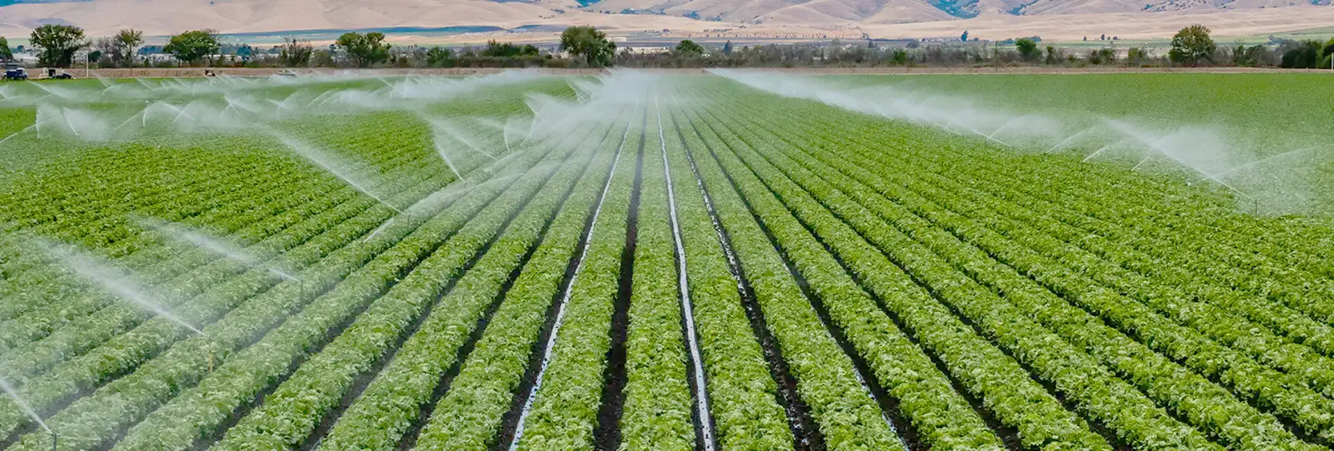 helathy crops being watered