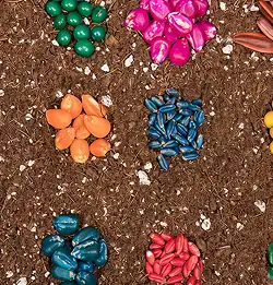 colorful seeds using Milliken seed coatings on soil