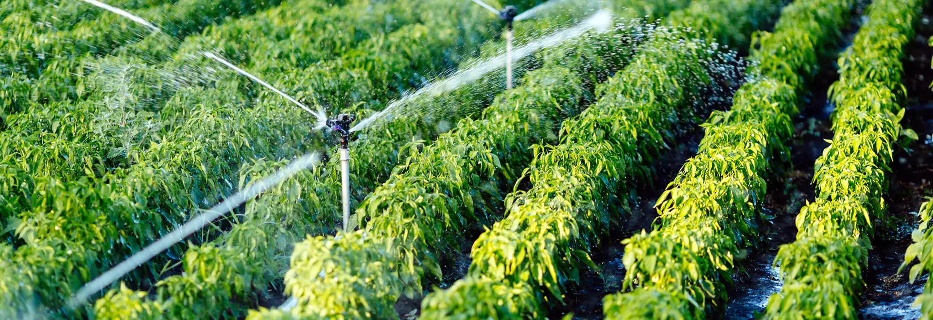 Healthy crops being watered