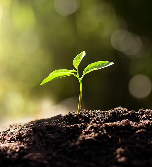 young plant growing from rich soil
